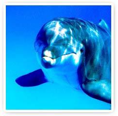 Encuentro con los Animales de Poder