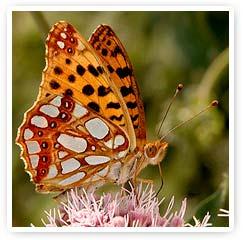 Encuentro con los Animales de Poder
