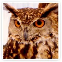 Encuentro con los Animales de Poder