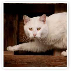 Encuentro con los Animales de Poder