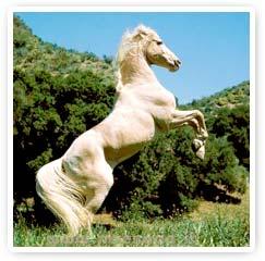 Encuentro con los Animales de Poder