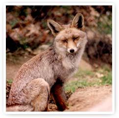 Encuentro con los Animales de Poder