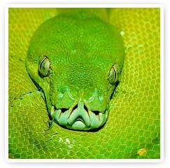 Encuentro con los Animales de Poder