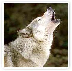 Encuentro con los Animales de Poder