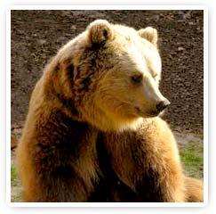 Encuentro con los Animales de Poder