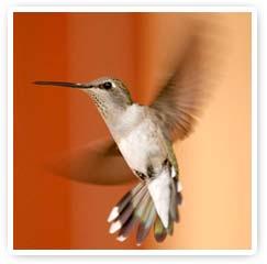 Encuentro con los Animales de Poder