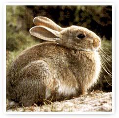 Encuentro con los Animales de Poder