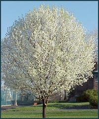 Arboles con bonitas cortezas