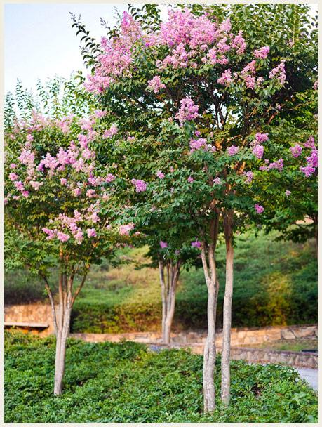 Arboles con bonitas cortezas