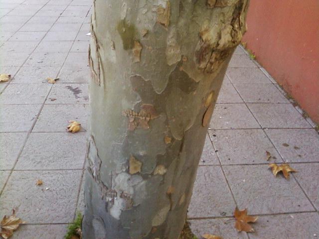 Arboles con bonitas cortezas