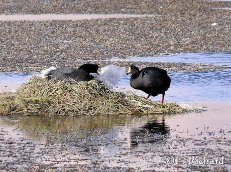 Manejo de residuos sólidos en la nidificación de Fulica gigantea (Aves, Rallidae)… Ajjuya (Bolivia) o Tagua gigante (Chile) en el Parque Nacional Lauca (Chile)