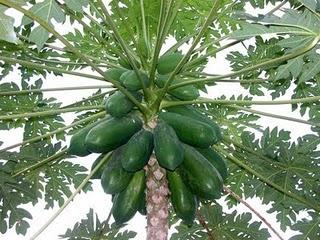 La producciòn nacional de papaya no està contaminada y hay suficiente abasto a bajo precio