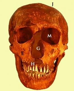 Evolución humana: Australopithecus, Homo Habilis, Homo Erectus y Homo Neande...