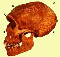 Evolución humana: Australopithecus, Homo Habilis, Homo Erectus y Homo Neande...