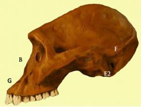 Evolución humana: Australopithecus, Homo Habilis, Homo Erectus y Homo Neande...