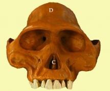 Evolución humana: Australopithecus, Homo Habilis, Homo Erectus y Homo Neande...