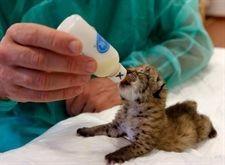 Nacen cinco cachorros de lince en el Centro de Cría de la Olivilla (Jaén)