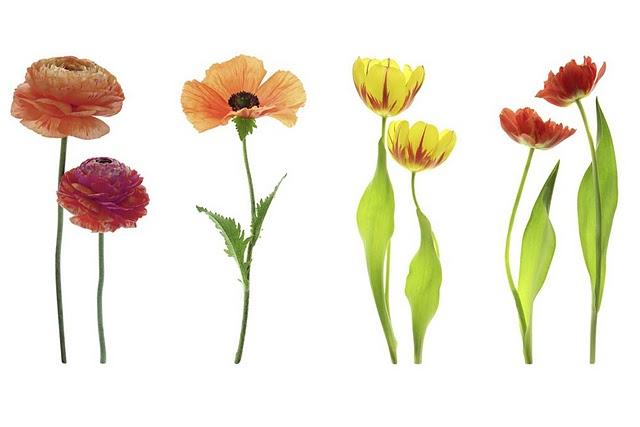 Ascender por resultados