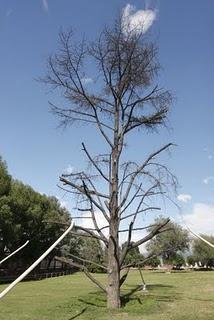 Historia de un Cedro Azul, Muerte Historia de un Cedro Azul, Muerte