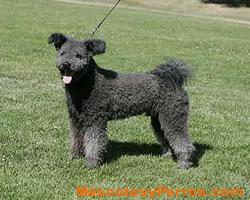 Fotos de perros Pumi 