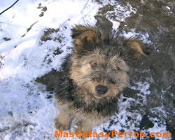 Fotos de perros Pumi 