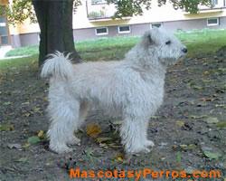 Fotos de perros Pumi 