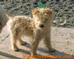 Fotos de perros Pumi 