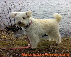 Fotos de perros Pumi 