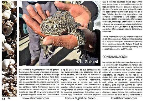 Trabajo de investigación publicado en la Revista de Divulgación de Biología Acuática y Buceo AbismoSur (Argentina): El Kele (Telmatobius culeus), la rana endémica del Lago Titikaka…