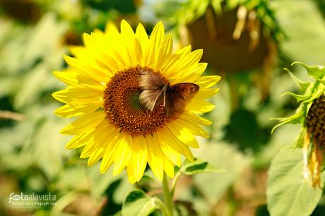 El girasol y la mariposa que se transforma - Fotografía