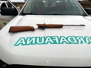 Sacrifican un ciervo y el infractor sería de Piedra del Águila