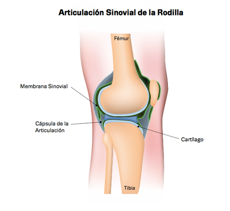 ¿Cómo prevenir dolor articular de forma natural? articulacion sinovial de la rodilla
