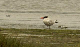PAGAZA PIQUIRROJA Y ARCHIBEBE OSCURO
