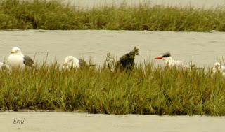 PAGAZA PIQUIRROJA Y ARCHIBEBE OSCURO