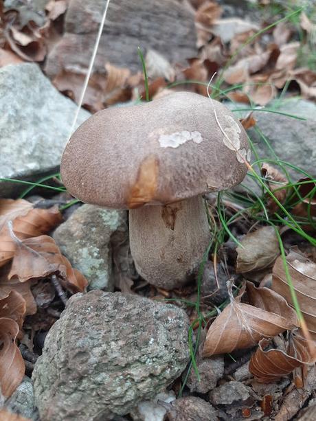 Risotto de ceps ( boletus) en Thermomix Risotto de ceps ( boletus) en Thermomix