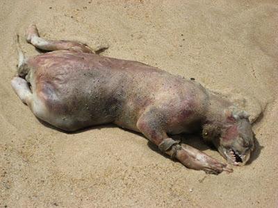 Una lista no exhaustiva de animales que podrían confundirse con serpientes marinas Una lista no exhaustiva de animales que podrían confundirse con serpientes marinas