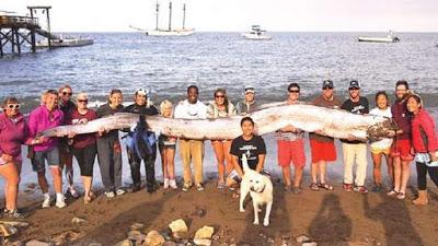 Una lista no exhaustiva de animales que podrían confundirse con serpientes marinas Una lista no exhaustiva de animales que podrían confundirse con serpientes marinas