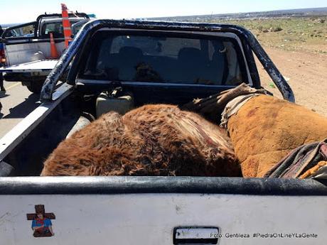 Operativo en Ruta 17 por parte de Guardafauna y Policía de Cutral Có