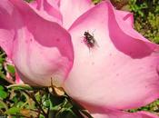 Rosa mosca
