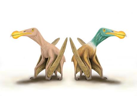 ¿Los pterosaurios eran calvos?