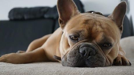 11 formas de saber si tu perro está triste o molesto