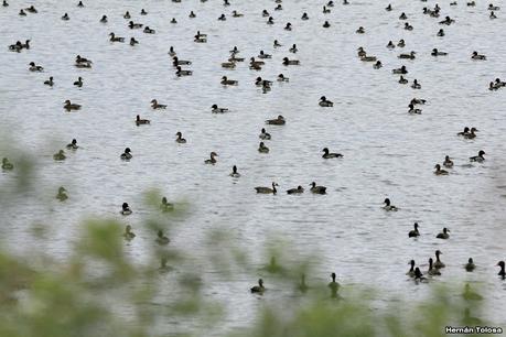 Patos en la cava