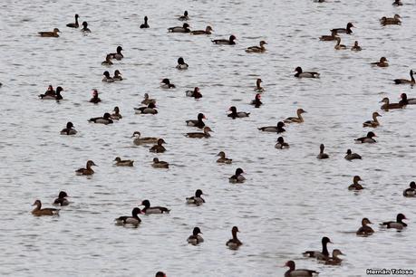 Patos en la cava