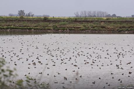 Patos en la cava