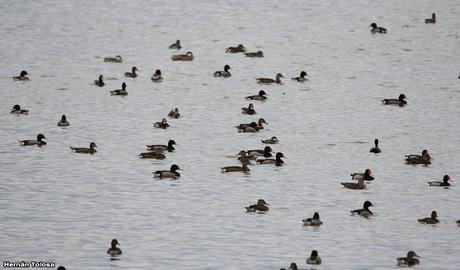 Patos en la cava