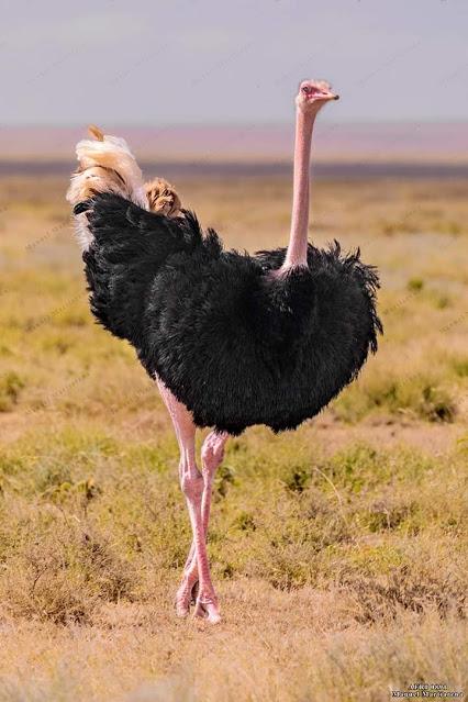 No vas a creer lo interesante que es este animal. El ave más grande y de mayor peso del mundo. El avestruz.