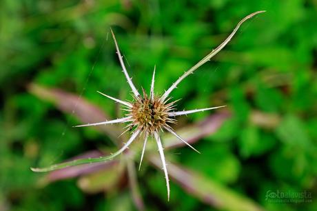 Estrella peligrosa - Fotografía