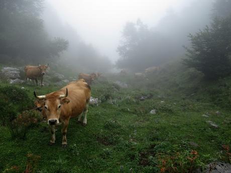 Soto de Caso-La Cabritera-Atambos-El Visu la Grande-Belerda