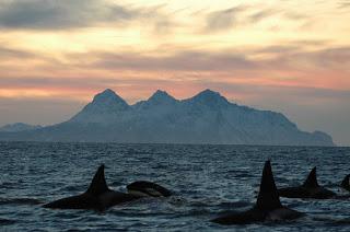 Prohibición de navegar por orcas  (noticia)