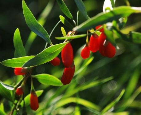 Bayas de Goji y sus propiedades 2 bayas de goji propiedades